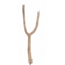 CHOLLA BRANCHY 2"-4" x 3'-5- 'OUT OF STOCK